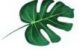 leaf leaf